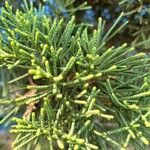 Juniperus chinensis Φύλλο