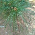 Pinus wallichiana Foglia