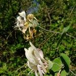 Lonicera caprifolium Fleur