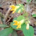 Oxalis frutescens Λουλούδι