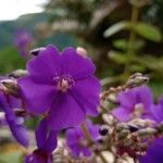 Tibouchina urvilleana Blüte