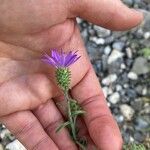 Machaeranthera tanacetifolia പുഷ്പം