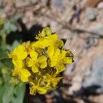 Helianthemum squamatum Flor