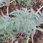 Cynara scolymus List