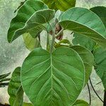 Ficus abutilifolia Blatt