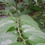 Pouzolzia obliqua Leaf