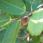 Hexalobus monopetalus फल
