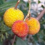 Arbutus unedo Плід