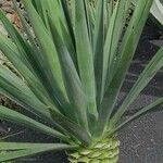 Agave fourcroydes Hoja