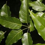 Handroanthus guayacan Levél