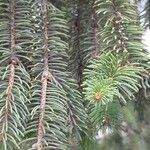 Picea sitchensis Lapas