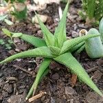 Haworthia attenuata পাতা