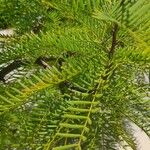 Prosopis chilensis Leaf