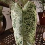 Philodendron burle-marxii Leaf