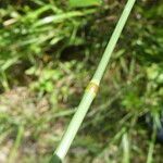 Arrhenatherum elatius 樹皮