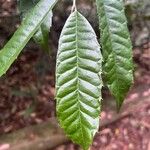 Sorocea bonplandii Hoja