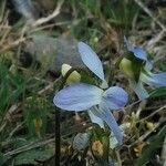 Viola lactea Blomma