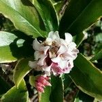 Daphne odora Virág