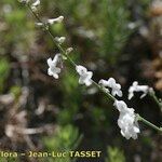 Anarrhinum laxiflorum Fula