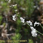 Anarrhinum laxiflorum Fleur