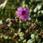 Mirabilis laevis Агульны выгляд