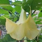 Brugmansia × candida Flor