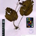 Didymocarpus andersonii
