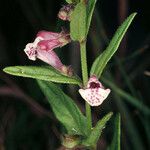 Scutellaria racemosa Žiedas
