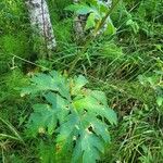 Heracleum dissectum ഇല