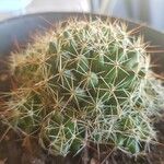 Mammillaria decipiens Foglia