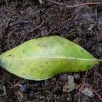 Irvingia excelsa Leaf