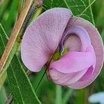 Vigna macrorhyncha Flor