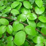 Rubus nigricans autre