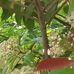 Photinia × fraseri Bark