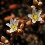 Dudleya nesiotica Hàbitat