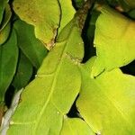 Epiphyllum oxypetalum Leaf