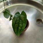 Monstera siltepecana Leaf