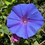 Ipomoea indicaBlüte