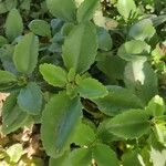 Kalanchoe pinnata Leaf