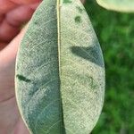 Byrsonima crassifolia Feuille