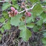 Rhus trilobata Fuelha