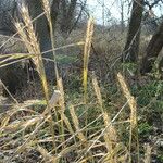 Elymus virginicus Habitus