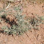 Astragalus trigonus List