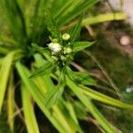 Erigeron annuusYaprak