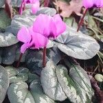 Cyclamen coum Лист