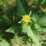 Heliopsis helianthoidesŽiedas