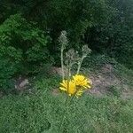 Crepis biennis Floare
