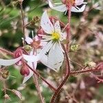 Saxifraga stolonifera Blomst