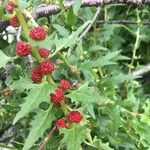 Chenopodium rubrum Hoja