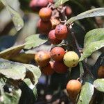 Ziziphus mucronata ഫലം
